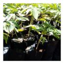 Pawpaw Seedlings