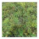 Albizia Seedlings