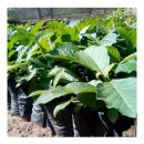 Tectona Grandis (Teak) Seedlings