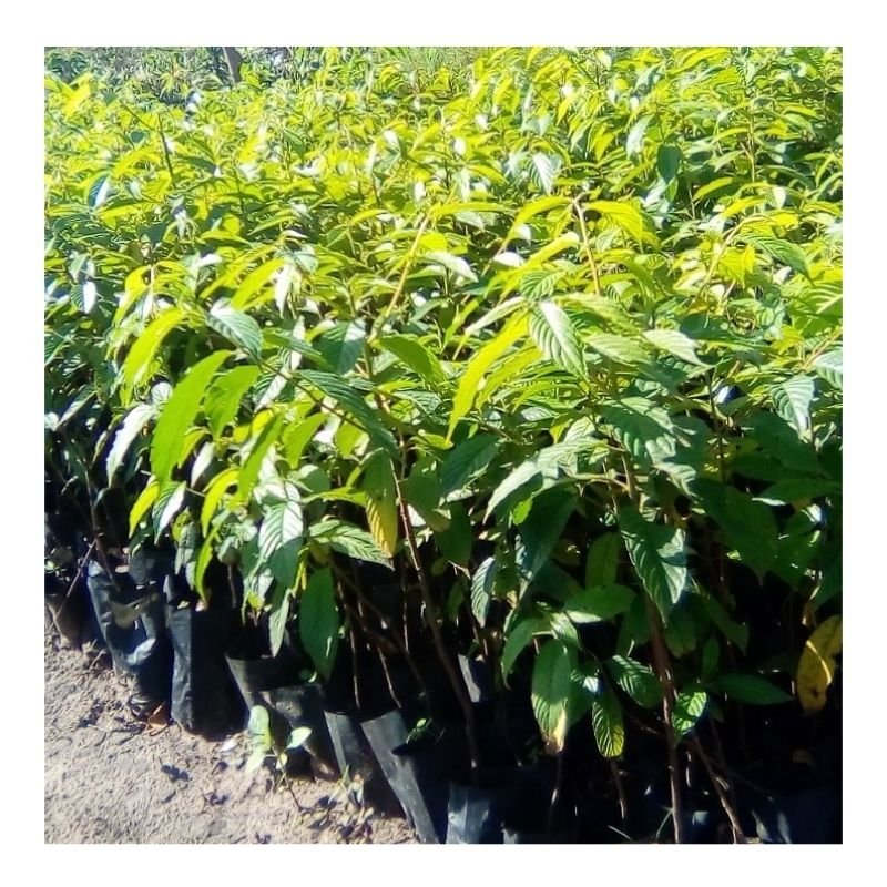 Maesopsis Seedlings